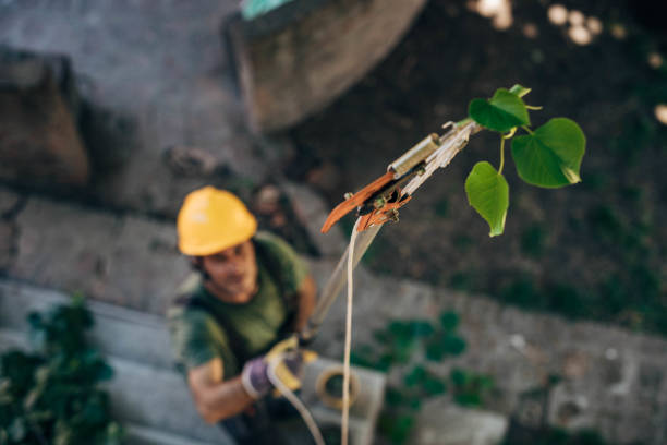 The Steps Involved in Our Tree Care Process in Hayward, CA